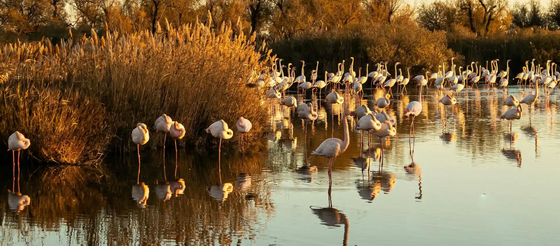 oiseaux en Camargue campings