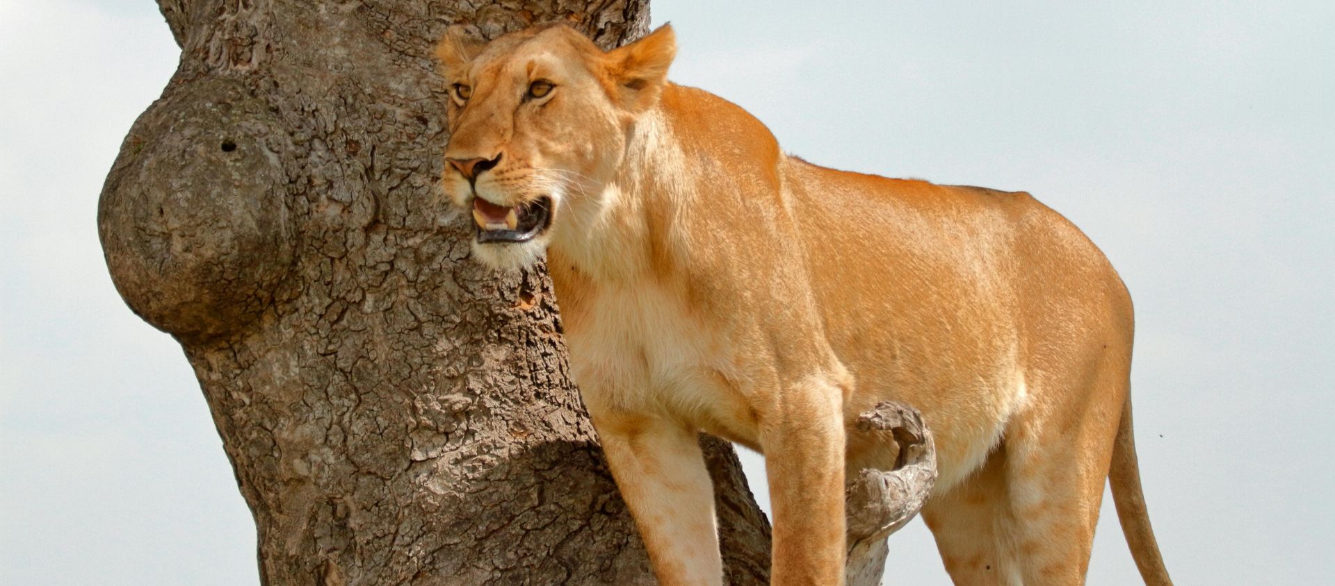 safari-tanzanie