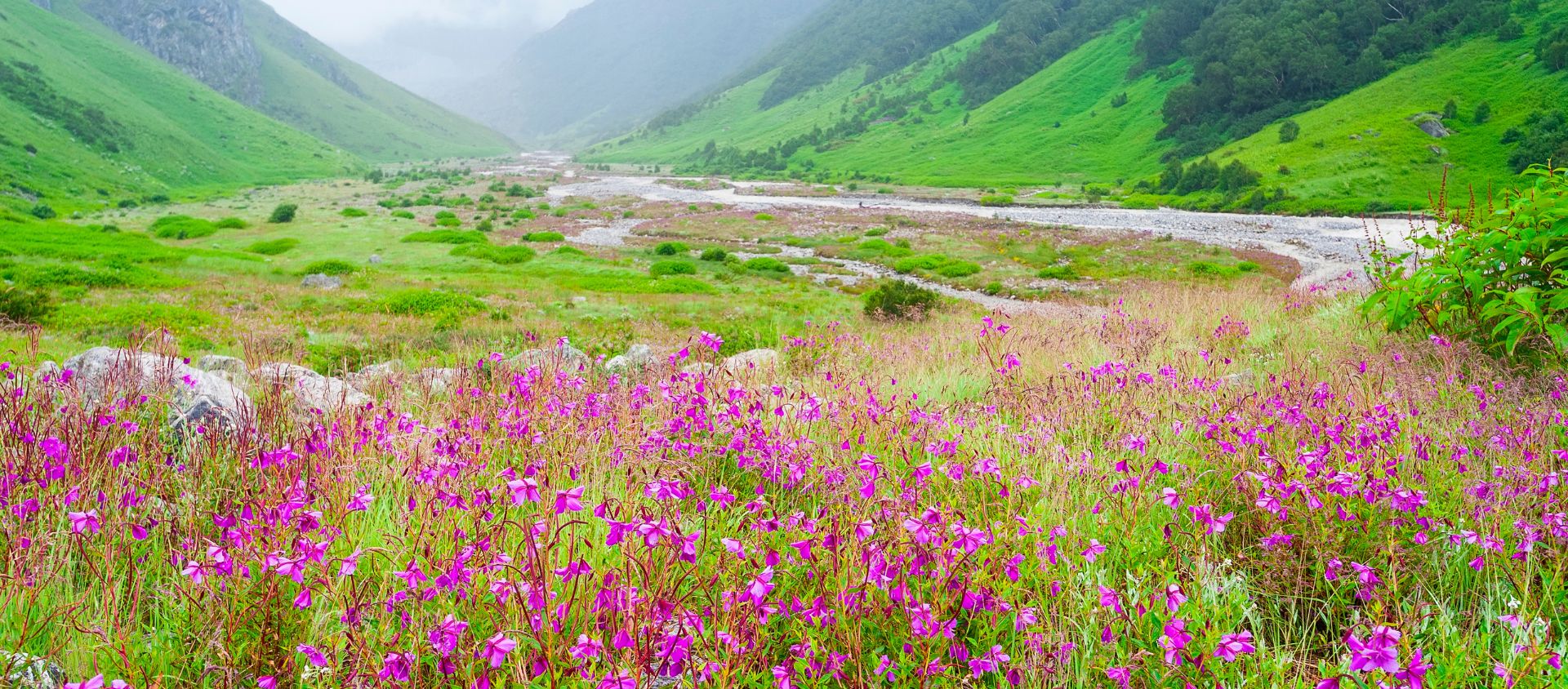 vallée des fleurs inde