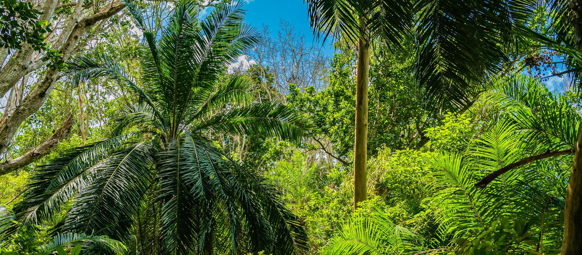 Jozani zanzibar tanzanie
