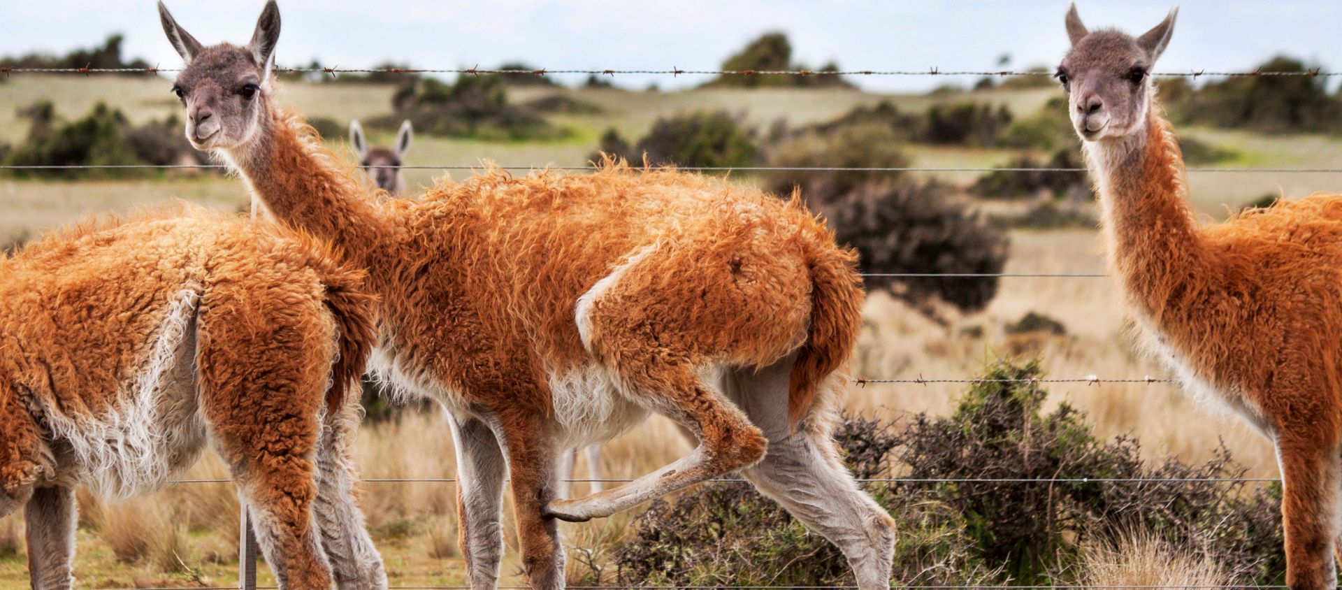 Péninsule Valdés argentine