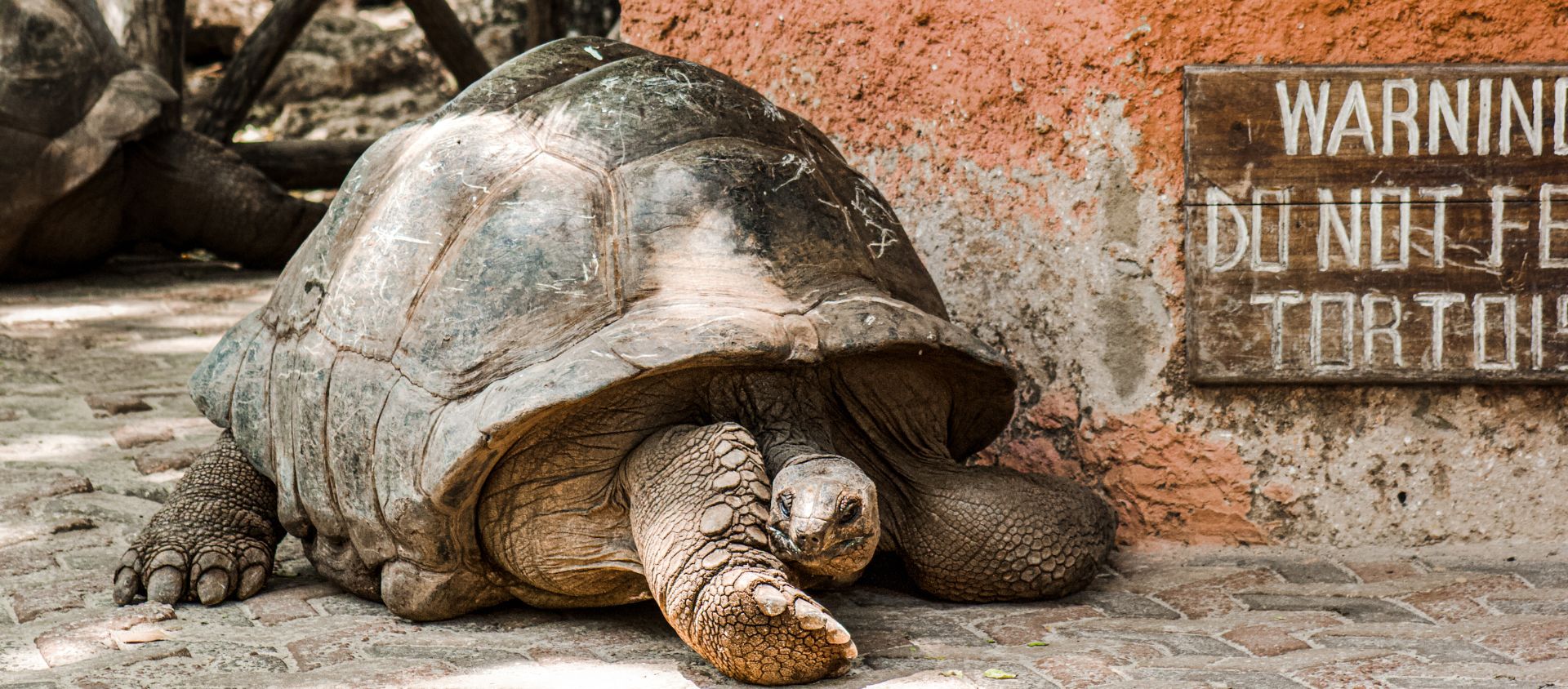 Prison Island zanzibar tanzanie