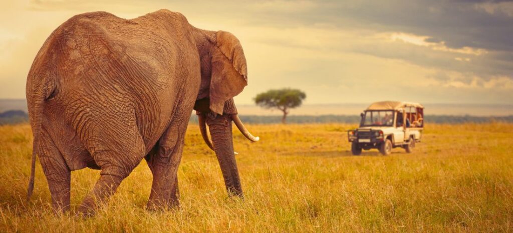 Safari en Tanzanie : quel parc choisir ? Serengeti, Ngorongoro, Tarangire…