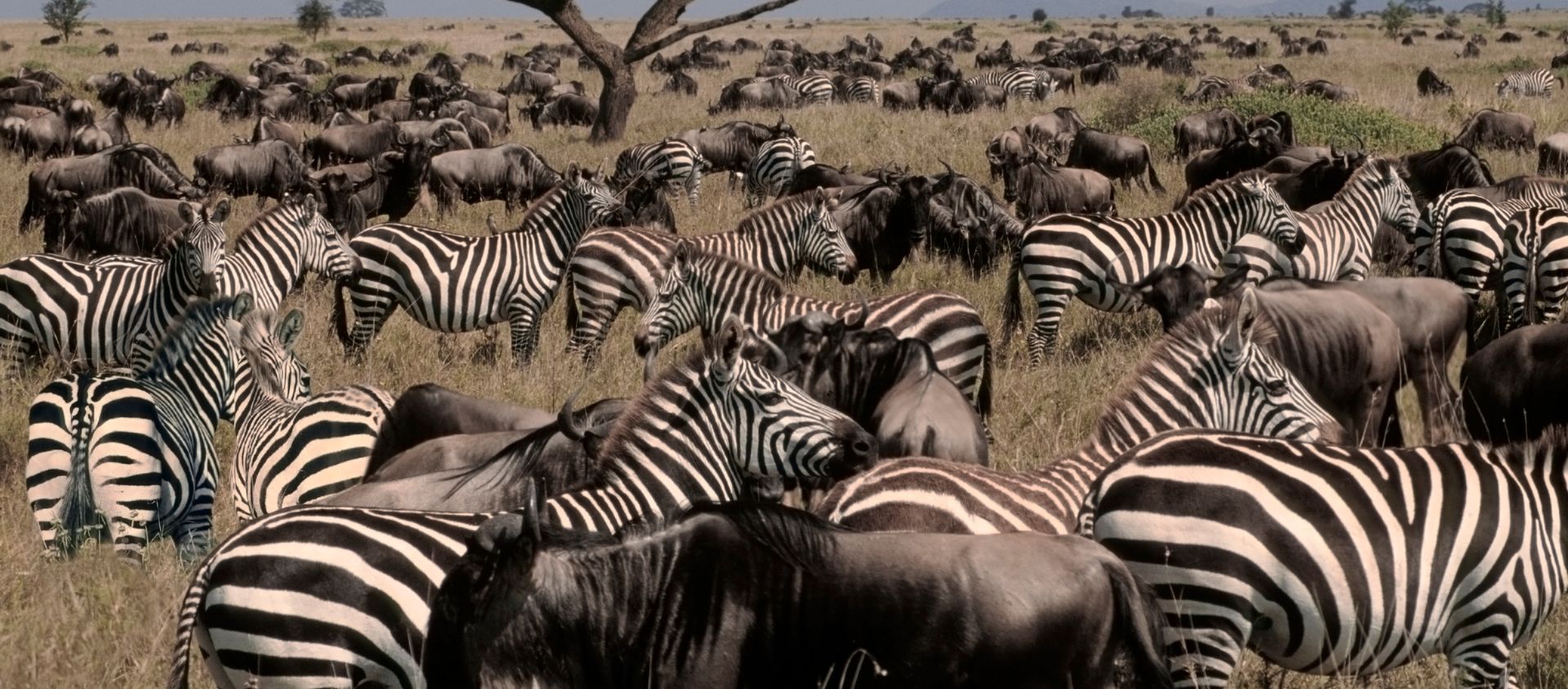 Serengeti tanzanie