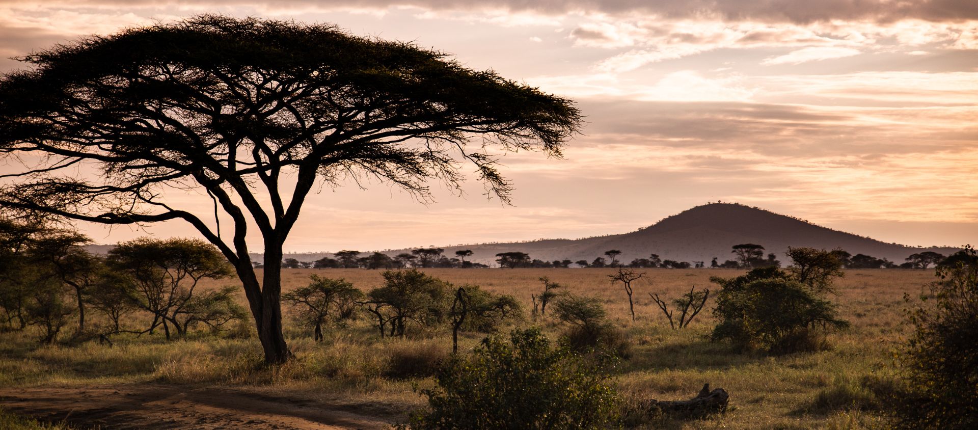 Serengeti tanzanie