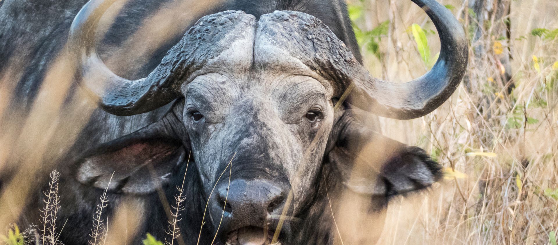 animaux safari tanzanie photo