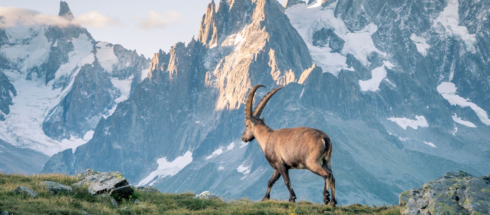 bouquetins chamonix