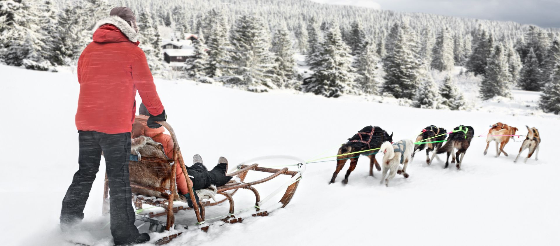 chien de traîneau chamonix