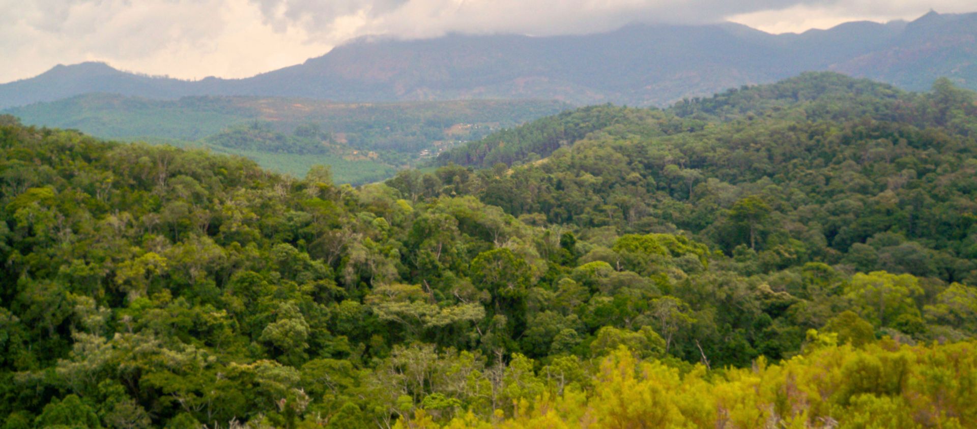 forêt de Magamba tanzanie