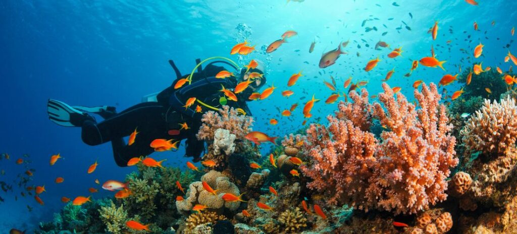 plongée sous marine tanzanie