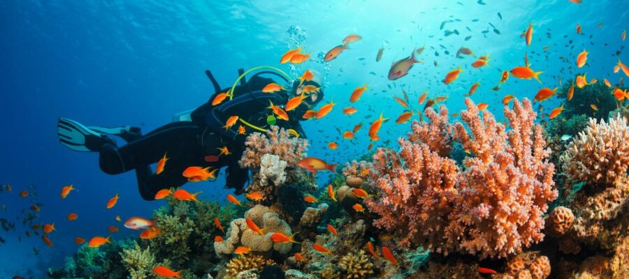 plongée sous marine tanzanie