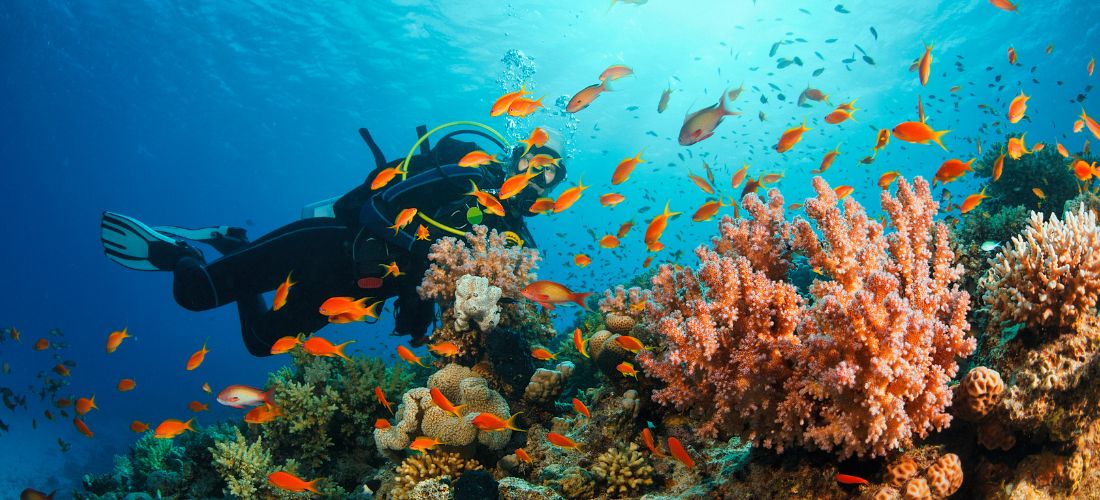 plongée sous marine tanzanie