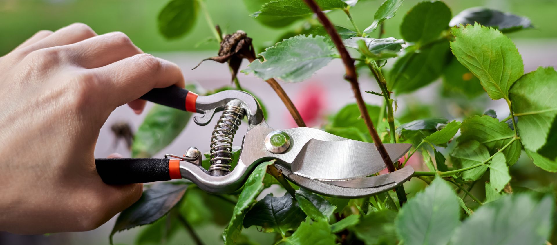 sécateur permaculture