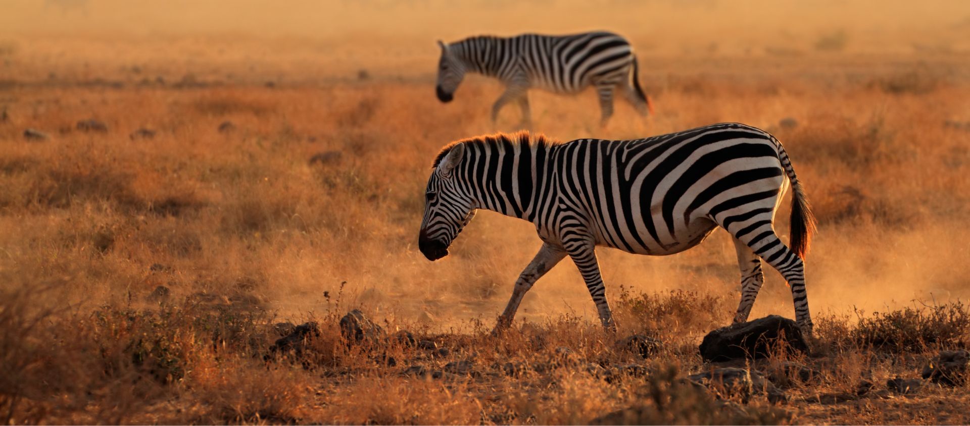 zèbre photo tanzanie