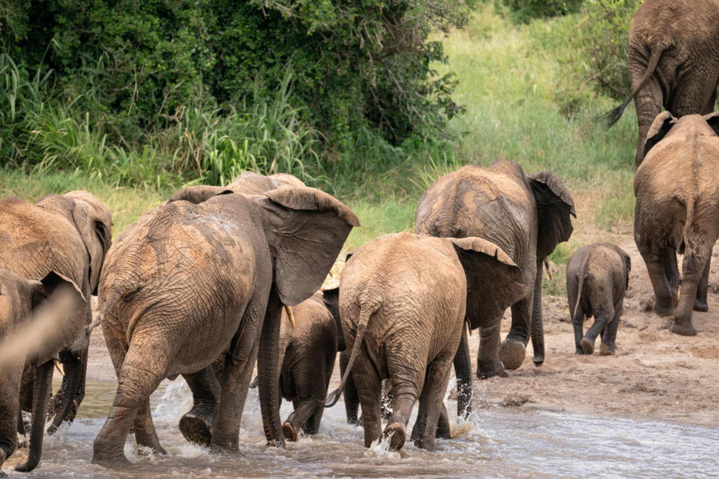 Safari au parc national de Tarangire