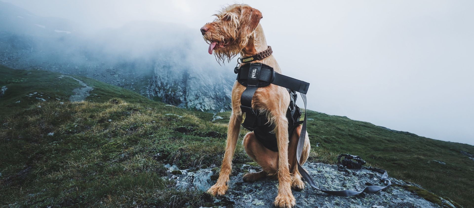 Randonnée avec chien equipement règles équipement conseils