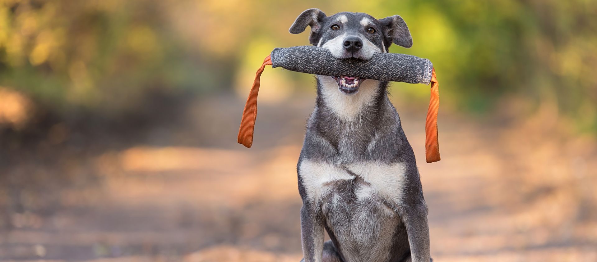Randonnée avec chien : règles, équipement, conseils