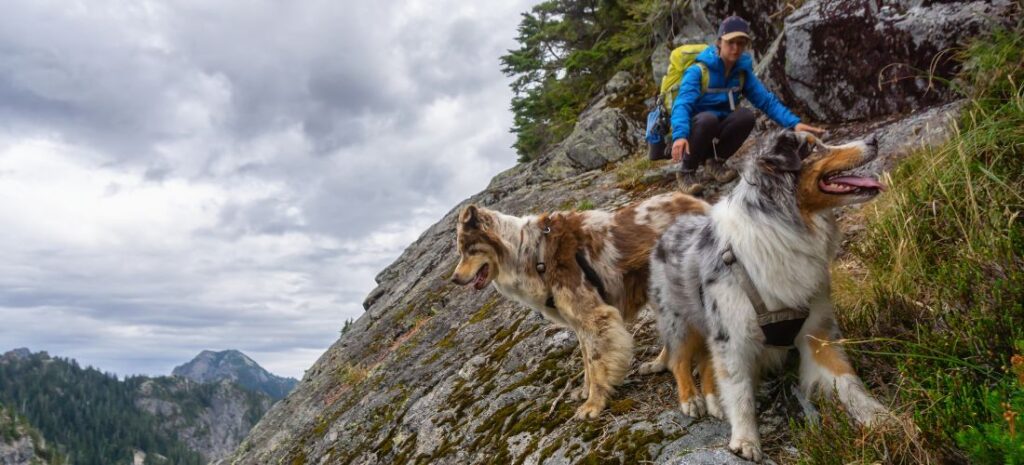 Randonnée avec chien : règles, équipement, conseils