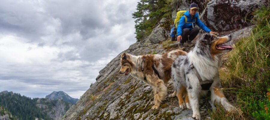 Randonnée avec chien : règles, équipement, conseils