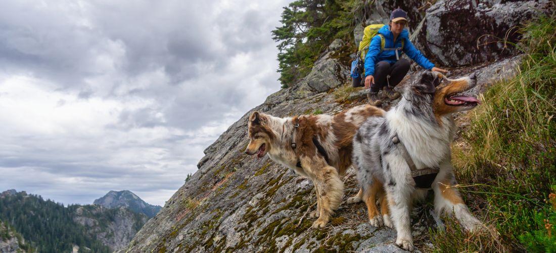 Randonnée avec chien : règles, équipement, conseils