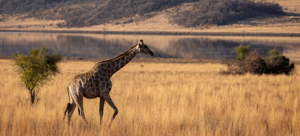Safari au parc national de Tarangire