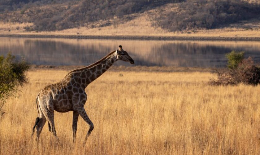 Safari au parc national de Tarangire