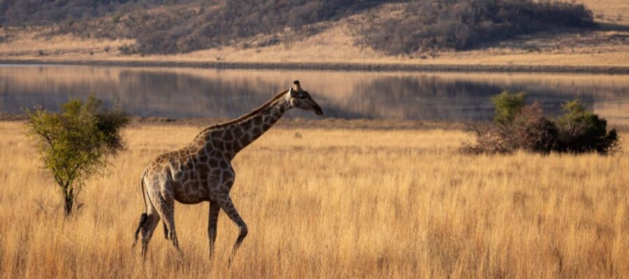 Safari au parc national de Tarangire