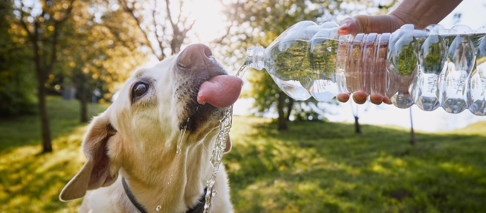 chien boit randonnee