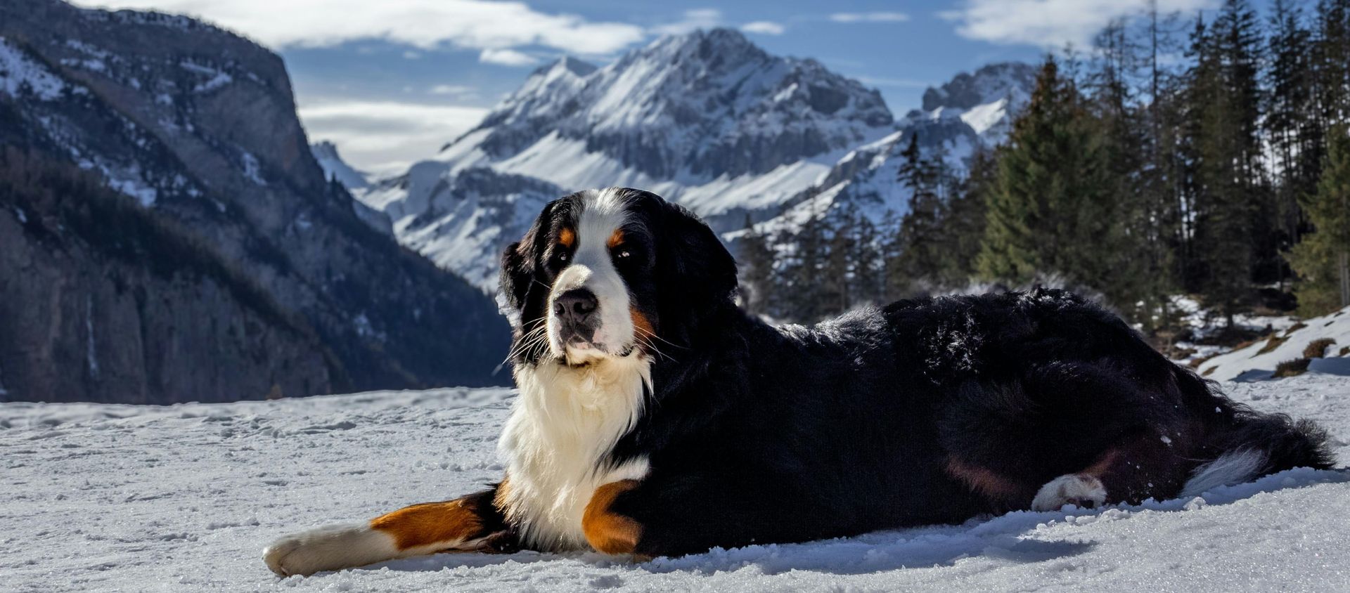 trekking Randonnée avec chien equipement règles équipement conseils