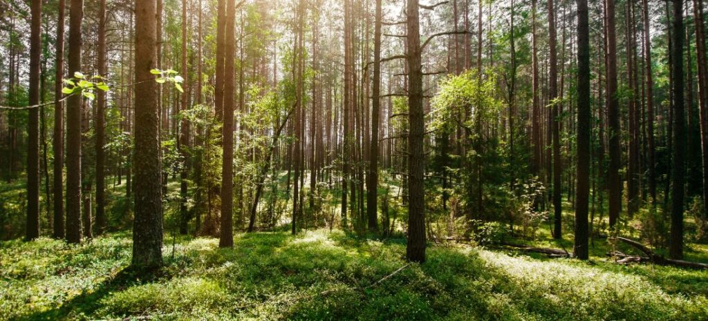 Randonnée & écologie : bonnes pratiques pour 2026