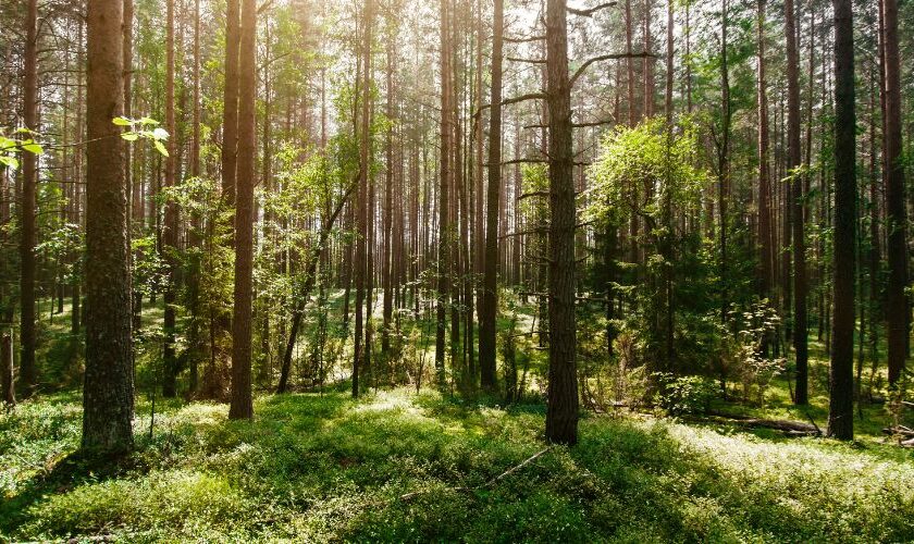 Randonnée & écologie : bonnes pratiques pour 2026