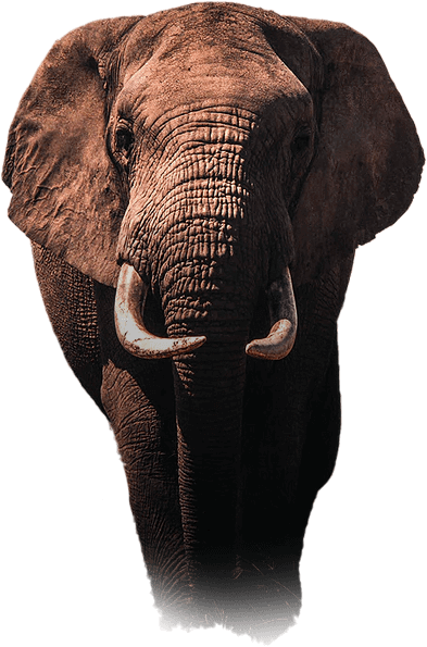 elephant tanzanie safari