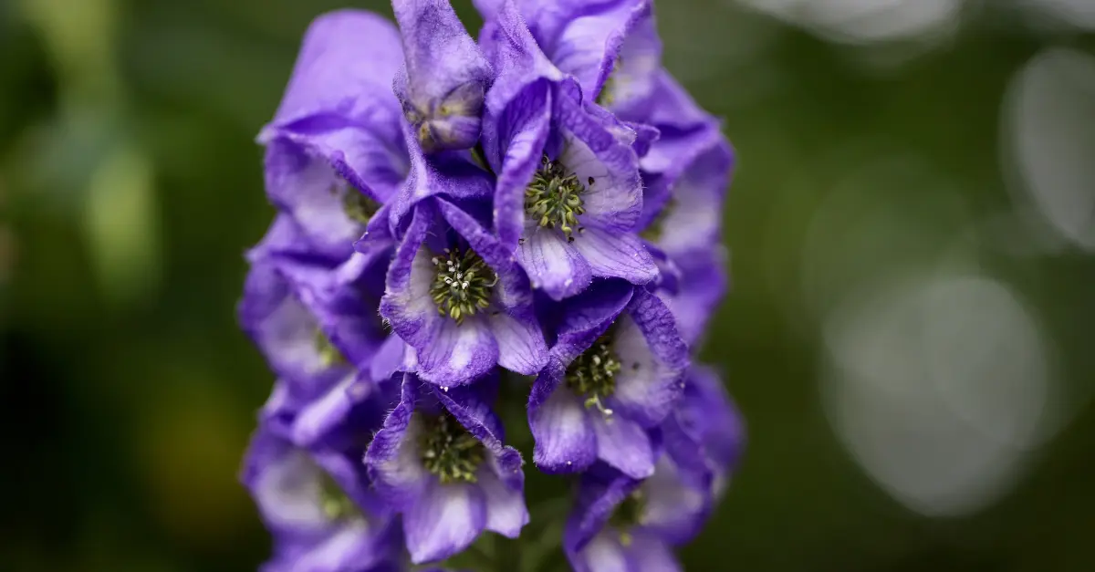 Aconitum nepal