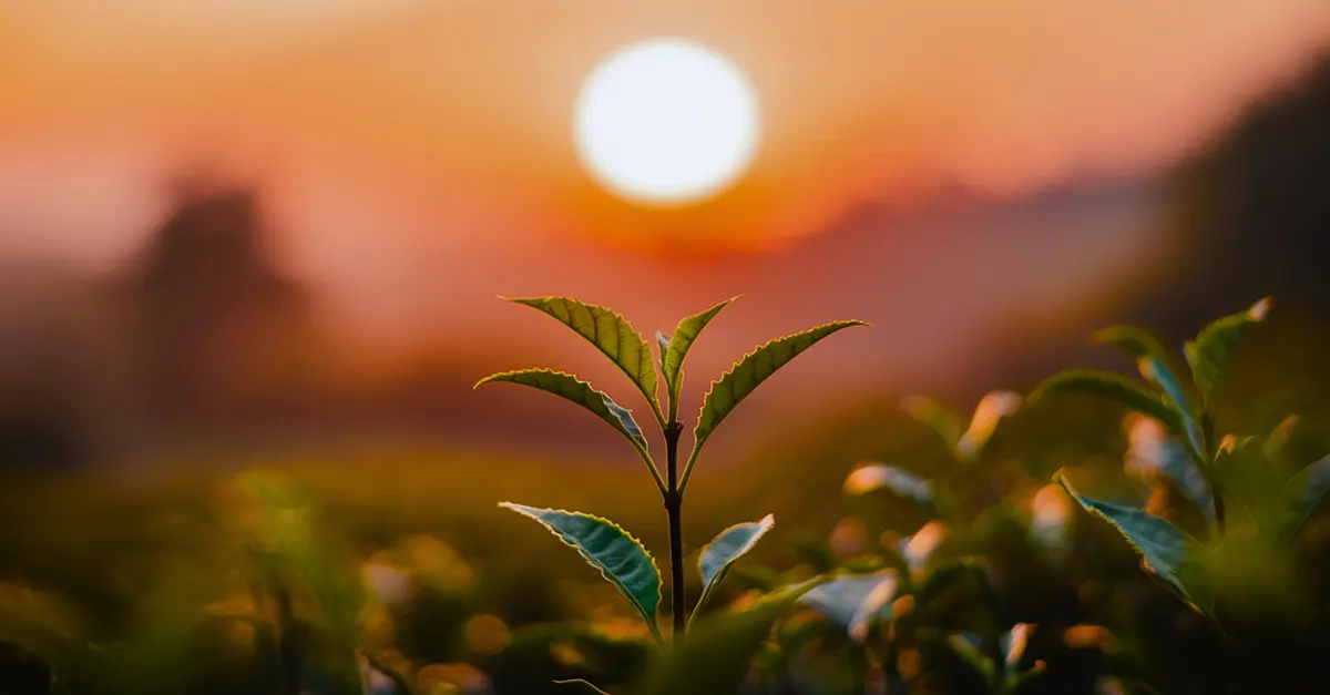 Flore du Népal : Liste des plantes médicinales de haute altitude