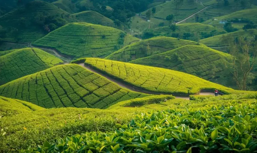 Collines verdoyantes de plantations de thé au Népal