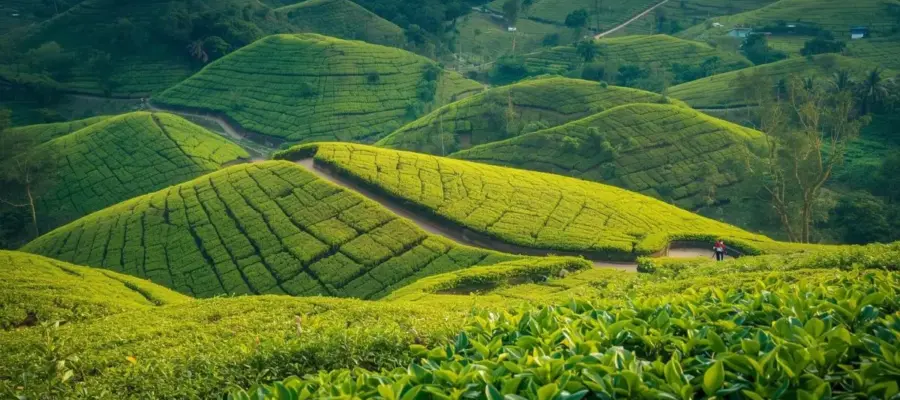 Collines verdoyantes de plantations de thé au Népal