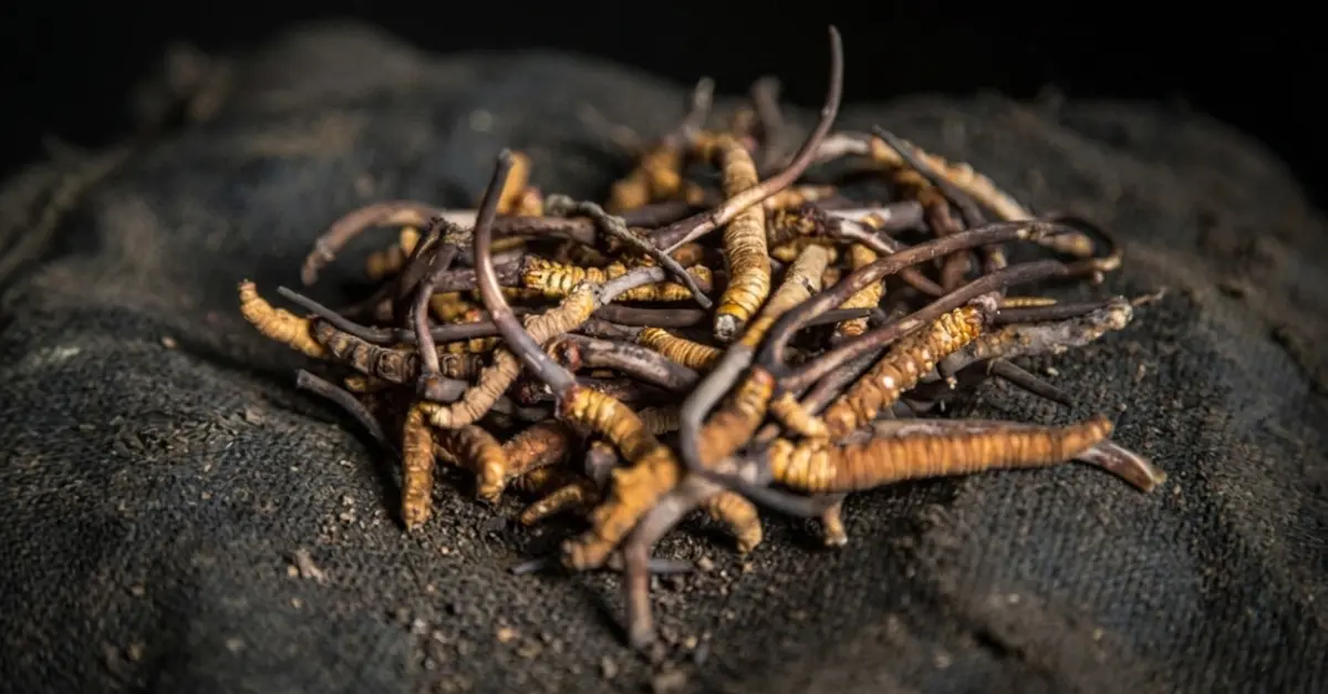 Himalayan Yarsagumba nepal