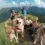 Groupe de personnes avec des chiens heureux. Le guide complet des règlements concernant les chiens en forêt et montagne : 10 infos clés