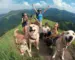 Groupe de personnes avec des chiens heureux. Le guide complet des règlements concernant les chiens en forêt et montagne : 10 infos clés