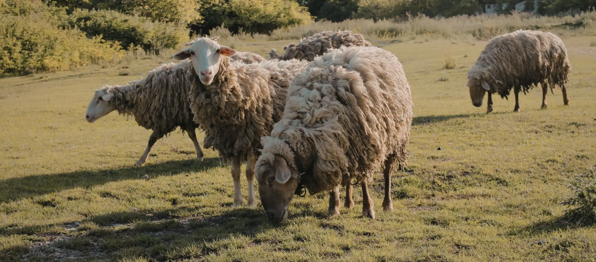 Les sous-vêtements en laine mérinos