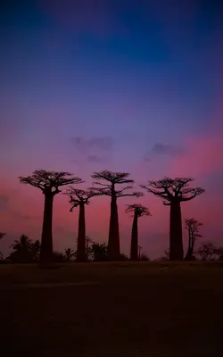 MADAGASCAR