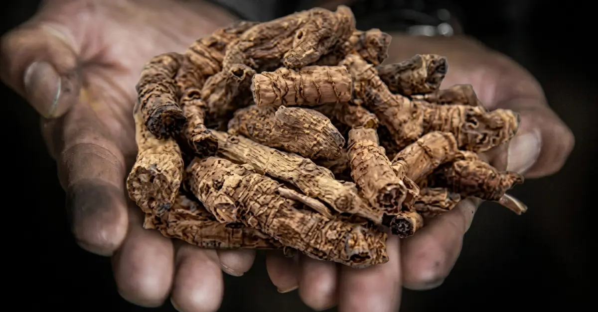 Picrorhiza kurroa Kutki nepal