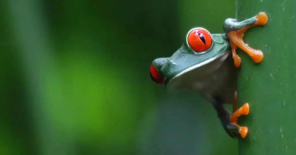 Que visiter au Costa Rica : les sites à ne pas manquer ?