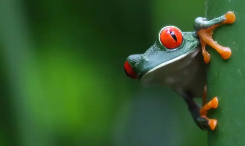 Que visiter au Costa Rica : les sites à ne pas manquer ?