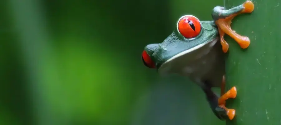 Que visiter au Costa Rica : les sites à ne pas manquer ?