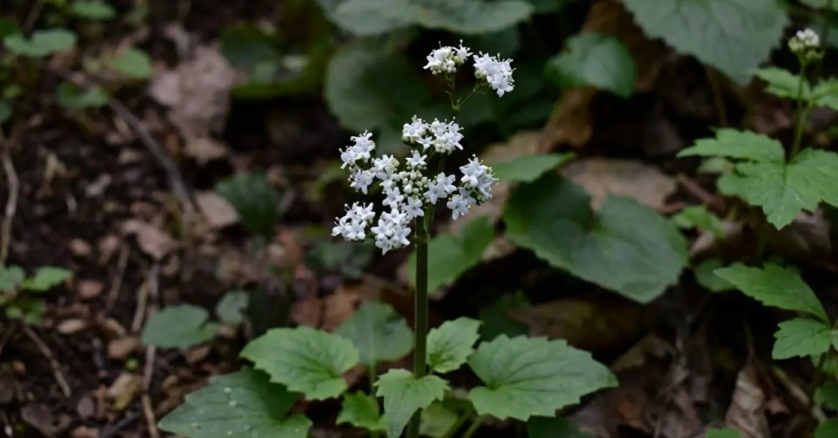 Valeriana jatamansi nepal