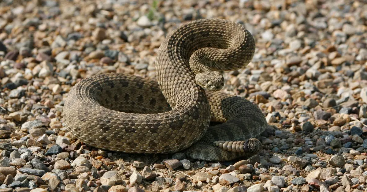 serpent randonnee trekking