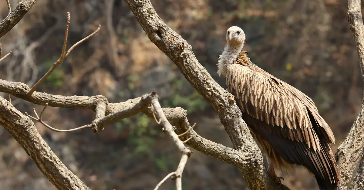 vautour nepal