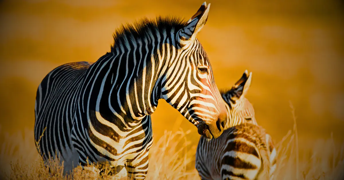 Afrique du Sud : aventure, safari et diversité — tout ce qu'il faut savoir avant de partir