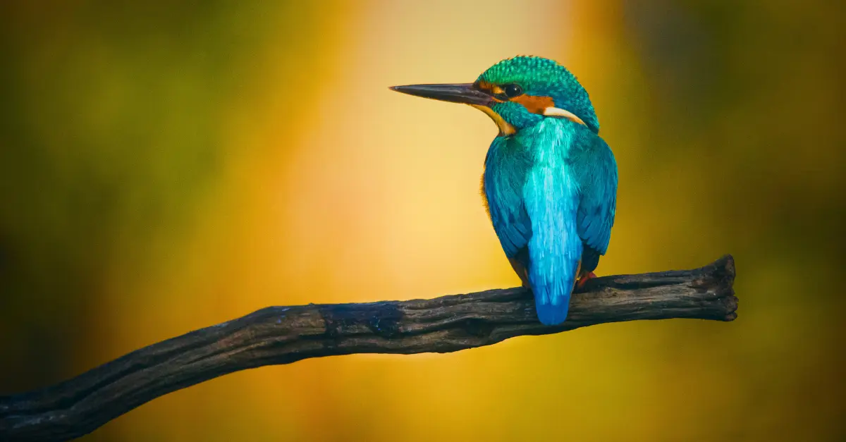 parque de aves de Chitwan